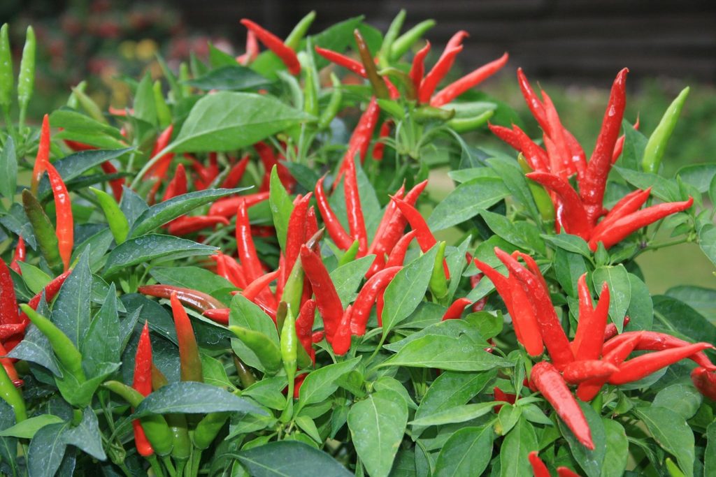 Fresh chili from Vietnam for export